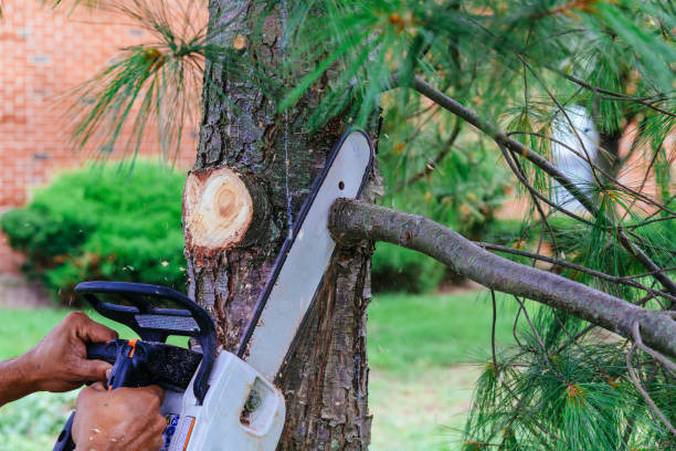 How Our Tree Care Process Works  in  Biola, CA